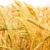 Barley Flour - Image 4