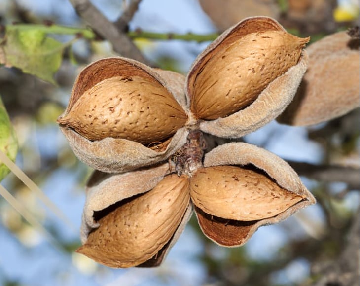 Whole Blanched Almonds - Image 5