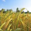 Organic Barley Flour - Image 4