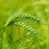 Organic Barley Sprout Powder - Image 5