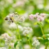 Organic Buckwheat Kasha - Image 4