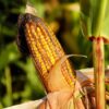 Freeze-Dried Super Sweet Corn - Image 3