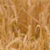 Organic Whole Wheat Spelt Flour - Image 4