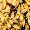 Barley Sprout Powder - Image 4