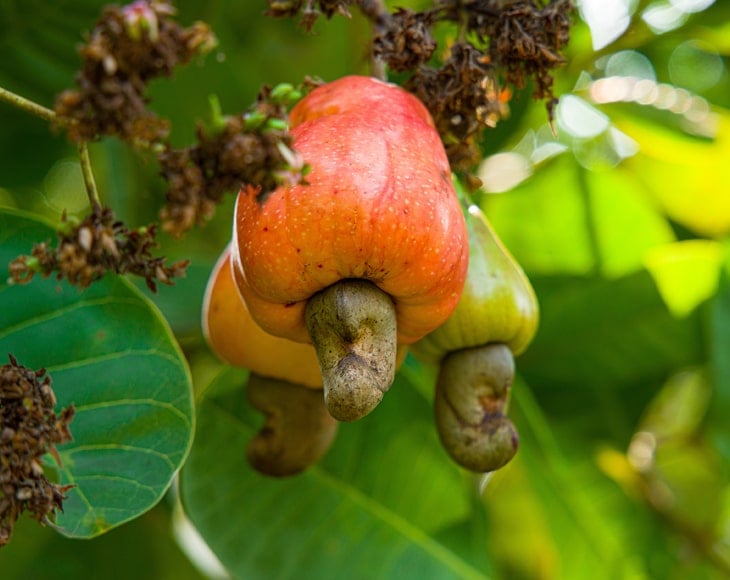 Organic Dry Roasted Whole Cashews - Image 5
