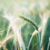 Barley Sprout Powder - Image 5