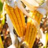 Organic Whole Corn Flour - Image 5
