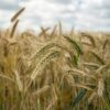 Whole Freekeh - Image 5