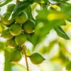 Dry Roasted Macadamia Nuts with Himalayan Salt - Image 4