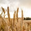 Organic Whole Wheat Pastry Flour - Image 5