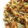 Hard Red Wheat Berries - Image 3
