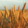 Hard Red Wheat Berries - Image 5