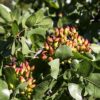 Organic Pistachios Roasted and Salted - Image 4