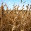 Organic Whole Wheat Bread Flour - Image 5