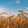 Organic Cracked Wheat Berries - Image 4