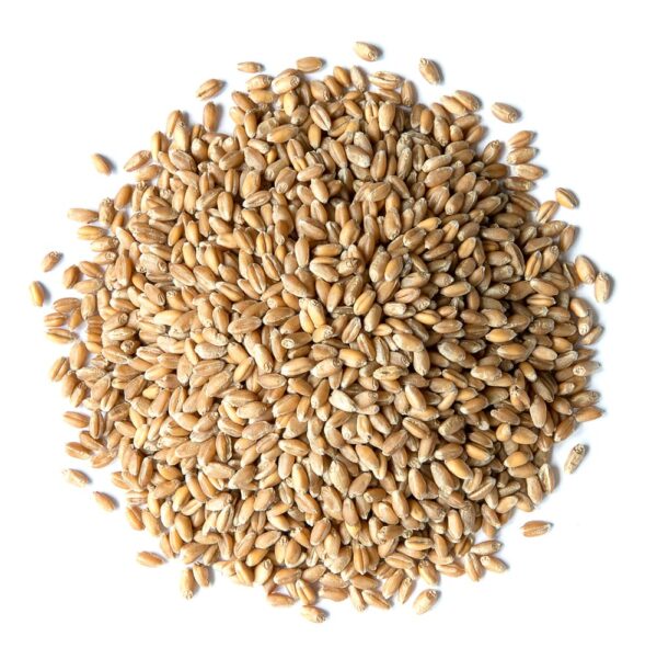 Hard Red Wheat Berries