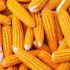 Organic Yellow Popcorn - Image 5