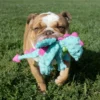 goDog Dragons Extra Soft Plush Toy for Dogs - Image 3