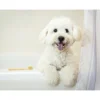 Eco-Friendly Bamboo Toothbrush for Pets - Small (Pack of 5) - Image 3