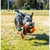 Vibrant Life Plush Duck Dog Toy with Honker - Image 4