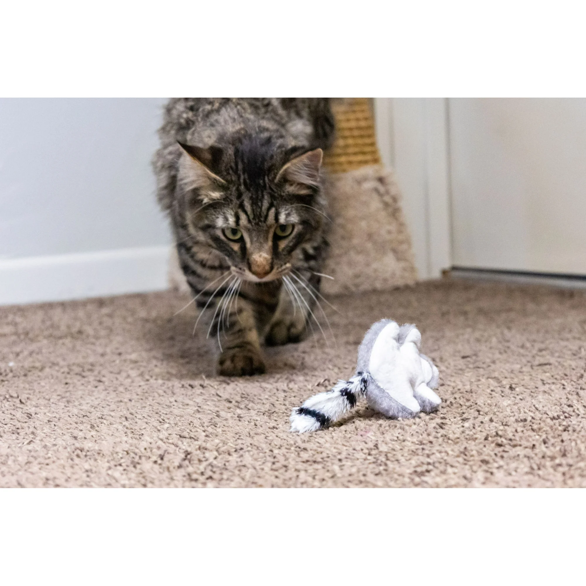 Vibrant Life Lemur and Squirrel Plush Multicolor Cat Toy, Crinkle and Catnip, 2 Pack - Image 3