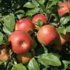Fresh Gala Apple, Each - Image 3