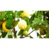 Fresh Lemon, Each - Image 4
