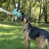 goDog Dragons Extra Soft Plush Toy for Dogs - Image 2