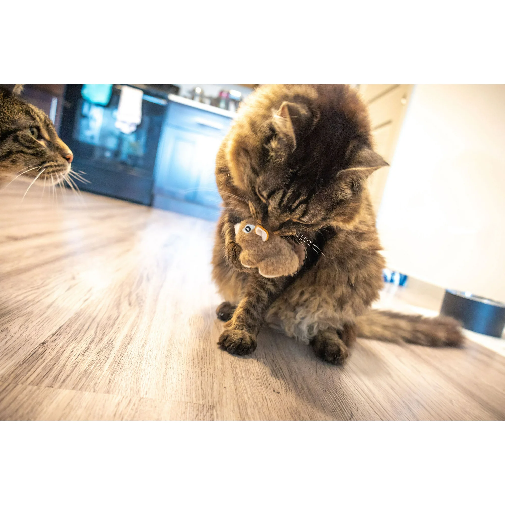 Vibrant Life Lemur and Squirrel Plush Multicolor Cat Toy, Crinkle and Catnip, 2 Pack - Image 4