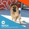 Vibrant Life 3 Pack Fetch Balls Dog Toy - Image 4