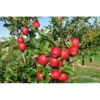 Fresh Envy Apples, Each - Image 4