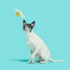 BARK Puppy Side Up Egg Dog Toy With Squeaker For Small and Medium Dog Sizes - Image 4