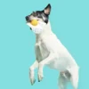 BARK Puppy Side Up Egg Dog Toy With Squeaker For Small and Medium Dog Sizes - Image 5